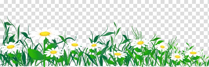 Common daisy , Daisies and Grass , white daisies template transparent background PNG clipart