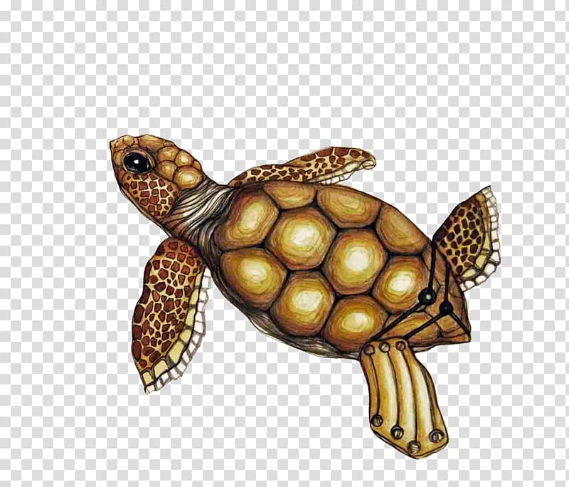Box turtle Chinese softshell turtle Painted turtle, Painted turtle transparent background PNG clipart