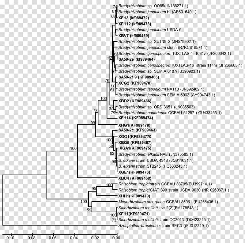 Nucleic acid sequence Sequence analysis Phylogenetics Neighbor joining Bacteria, africa tree transparent background PNG clipart