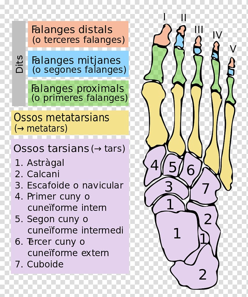 Finger Foot Tarsus Bone Toe, bruch transparent background PNG clipart