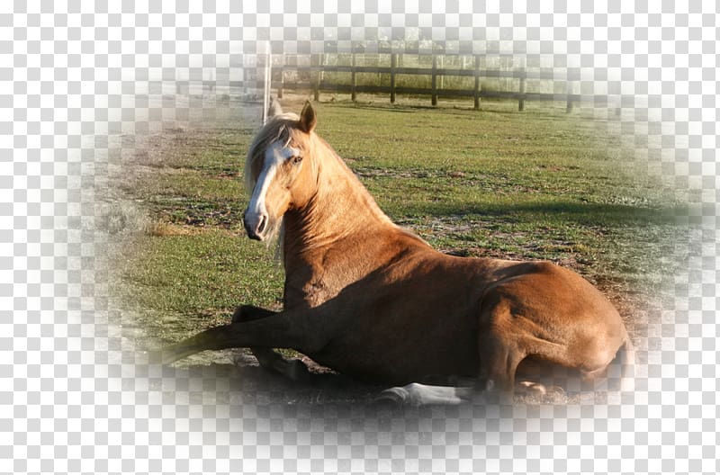 Mustang Mare Rearing Stallion 13 December, mustang transparent background PNG clipart
