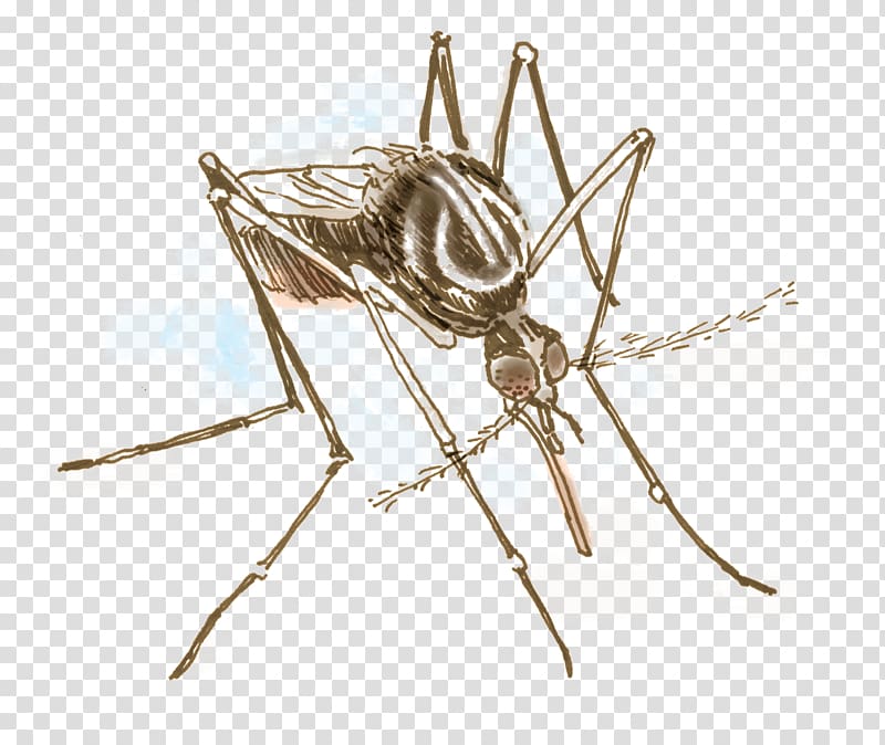 Aedes albopictus Yellow fever mosquito Insect Invertebrate Ovitrap, mosquito transparent background PNG clipart