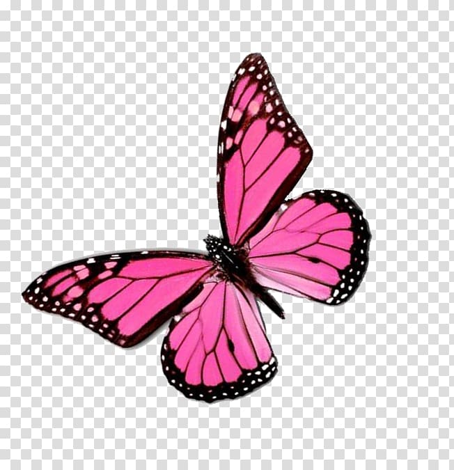 pink and black monarch butterfly illustration, Monarch butterfly Color Greta oto , pink butterfly transparent background PNG clipart