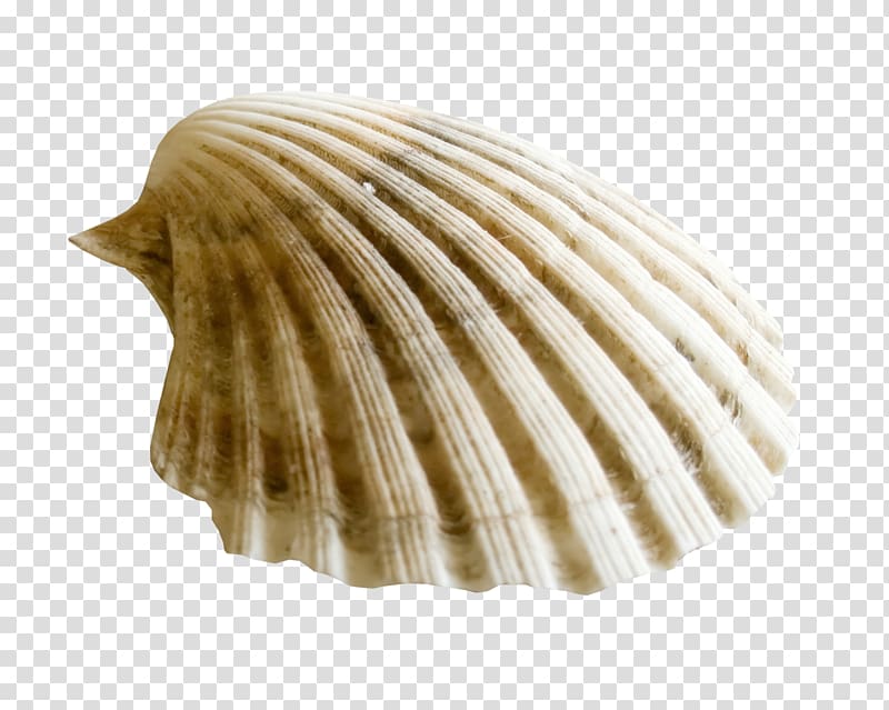 Clam Seashell Computer Icons , seashell transparent background PNG clipart