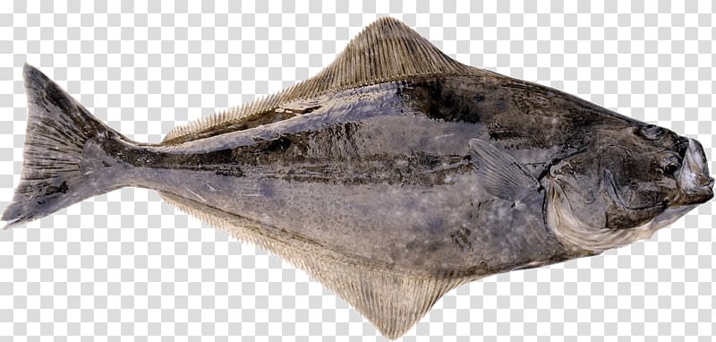 International Pacific Halibut Commission Flatfish Pacific cod, Fishing transparent background PNG clipart