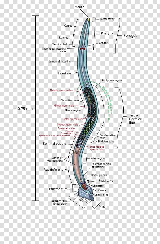 Roundworms Anatomy Trichinosis, others transparent background PNG clipart