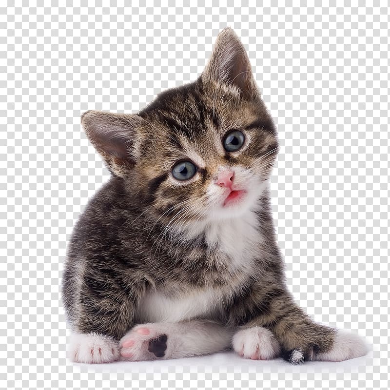 Munchkin cat Maine Coon Kitten, cat , free , kitten transparent background PNG clipart