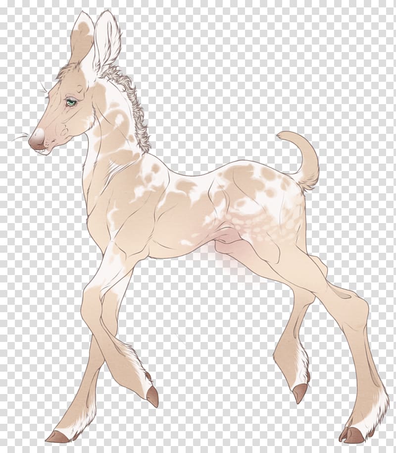 Reindeer Horse Foal Antelope Goat, Reindeer transparent background PNG clipart