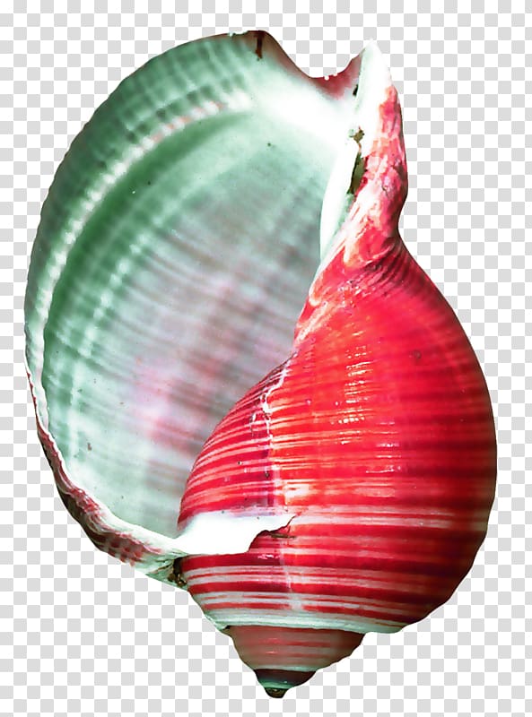 Conchology Seashell Cockle Oyster, coquillage transparent background PNG clipart