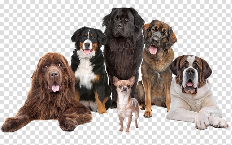 six different dog breeds, Pet sitting Chihuahua Puppy Leonberger Dog training, dogs transparent background PNG clipart