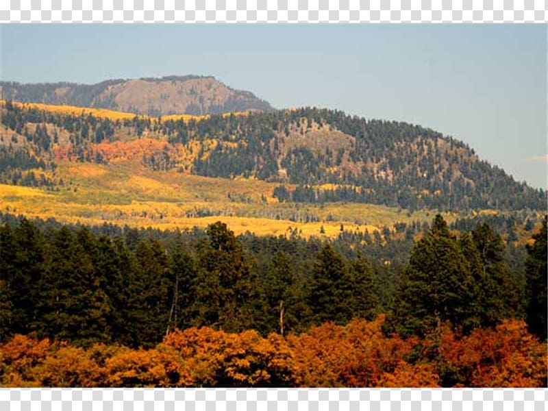 Temperate broadleaf and mixed forest Wilderness Nature reserve Broad-leaved tree National park, Pagosa Springs transparent background PNG clipart