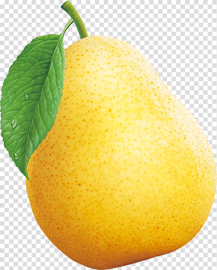 Sydney Citron Pyrus nivalis Asian pear Lemon, Sydney transparent background PNG clipart