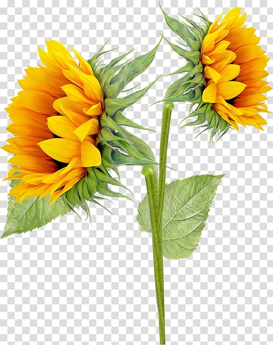 Common sunflower Sunflowers , sun flower transparent background PNG clipart