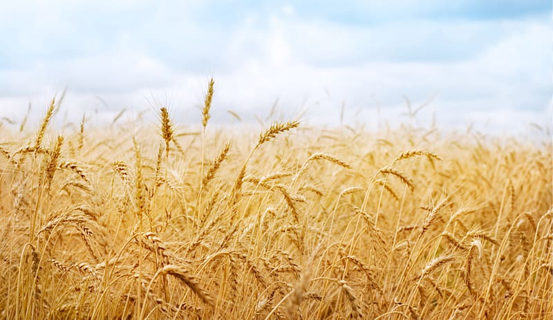 wheat field, Wheat Fields Desktop High-definition video, wheat transparent background PNG clipart