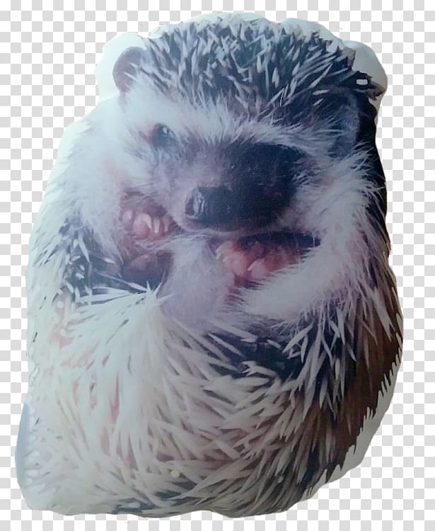 Domesticated hedgehog Porcupine Fur Fauna, hedgehog transparent background PNG clipart