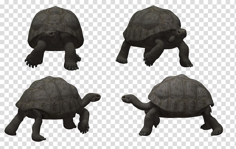 Turtle Reptile Tortoise, tortoide transparent background PNG clipart