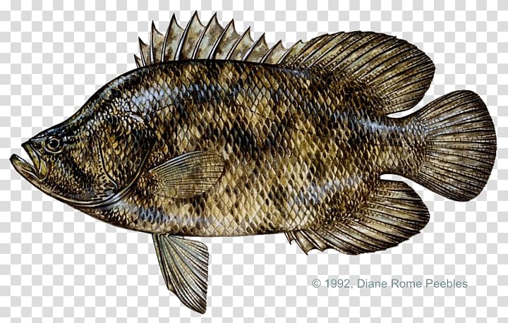 Tilapia International Game Fish Association Atlantic tripletail Tag and release, fish transparent background PNG clipart