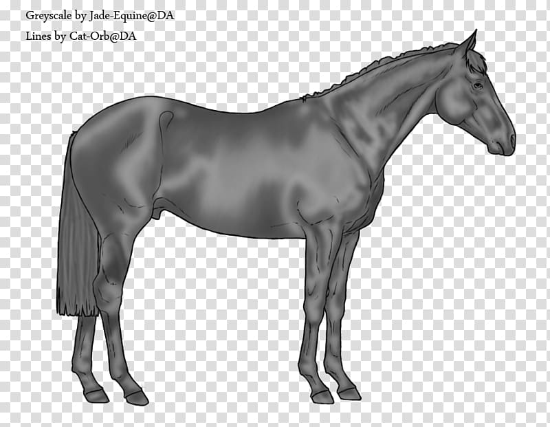 Swiss Warmblood American Paint Horse Australian Horse Stallion, others transparent background PNG clipart