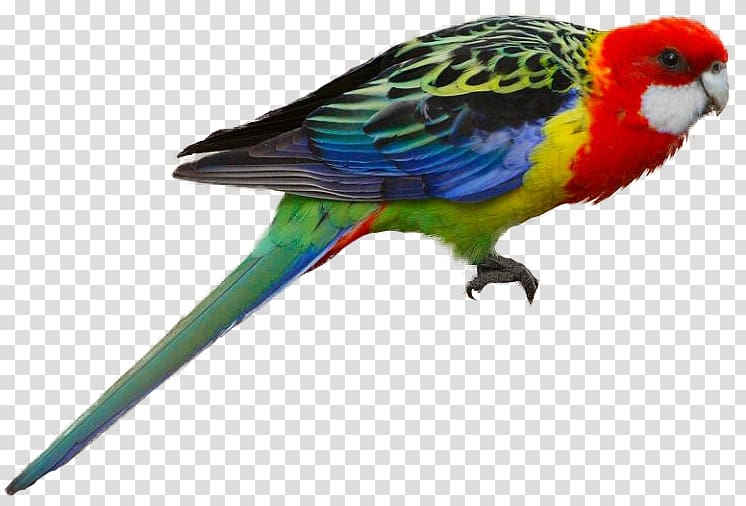 Parrot Bird Budgerigar Eastern rosella Crimson Rosella, parrot transparent background PNG clipart