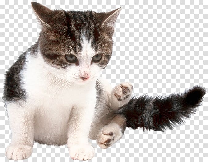 Kitten American Wirehair European shorthair Aegean cat Domestic short-haired cat, kitten transparent background PNG clipart