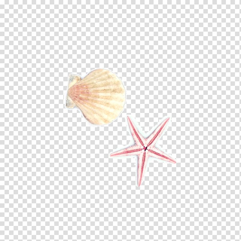 Starfish Seashell Euclidean , Hand painted shellfish starfish transparent background PNG clipart
