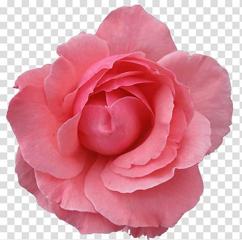 pink Rose flower, Large Pink Rose transparent background PNG clipart