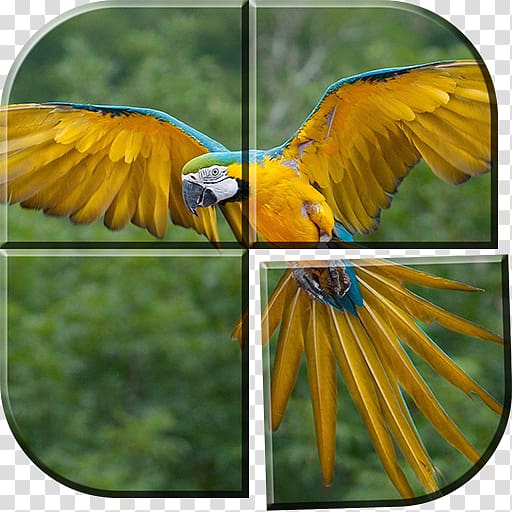 Parrot Bird Blue-and-yellow macaw Hyacinth macaw, parrot transparent background PNG clipart
