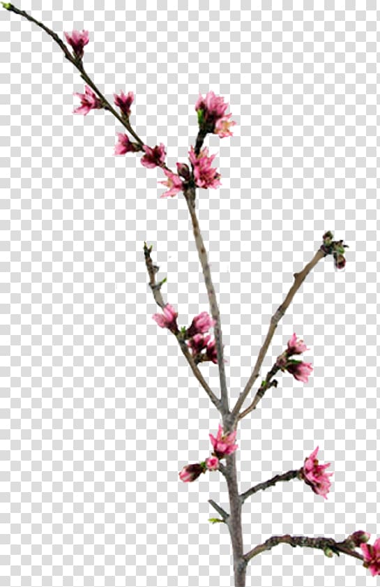 Twig Blossom Peach Plant stem , peach transparent background PNG clipart