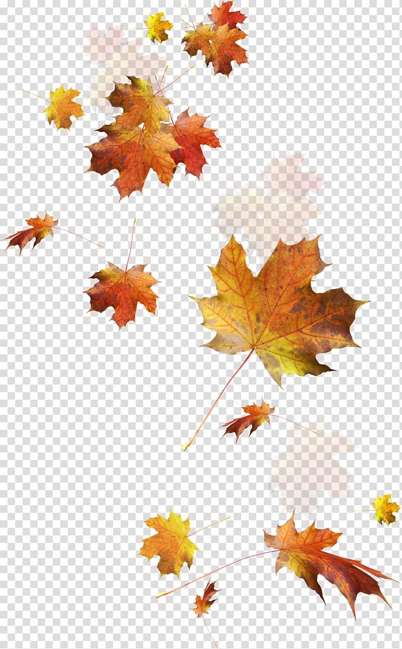 falling leaves transparent background PNG clipart