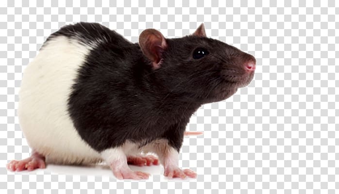 Mouse Laboratory rat Rodent Fancy rat, mouse transparent background PNG clipart