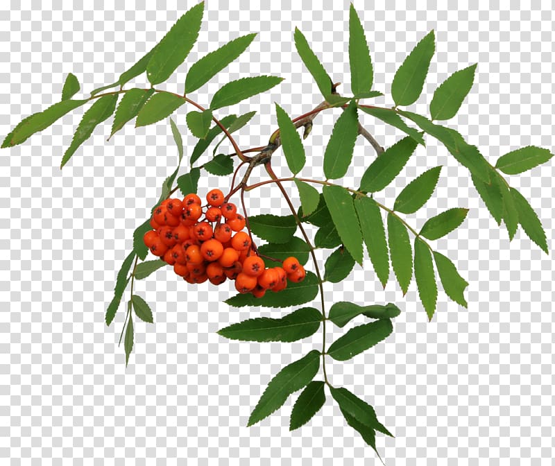 Mountain-ash Tree , berries transparent background PNG clipart