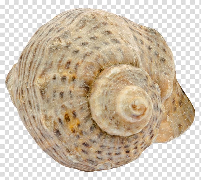 Sea snail Seashell Caracol Mussel, seashell transparent background PNG clipart