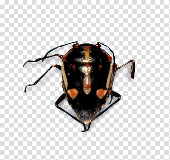 Bagrada bug True bugs Stink bugs Harlequin bug Pest, others transparent background PNG clipart