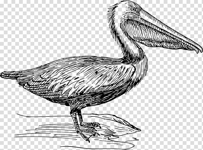 Pelican Drawing Line art Sketch, poetic flavour transparent background PNG clipart
