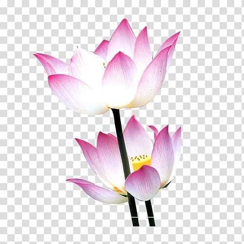 Nelumbo nucifera Water lily Flower Mid-Autumn Festival, Lotus transparent background PNG clipart