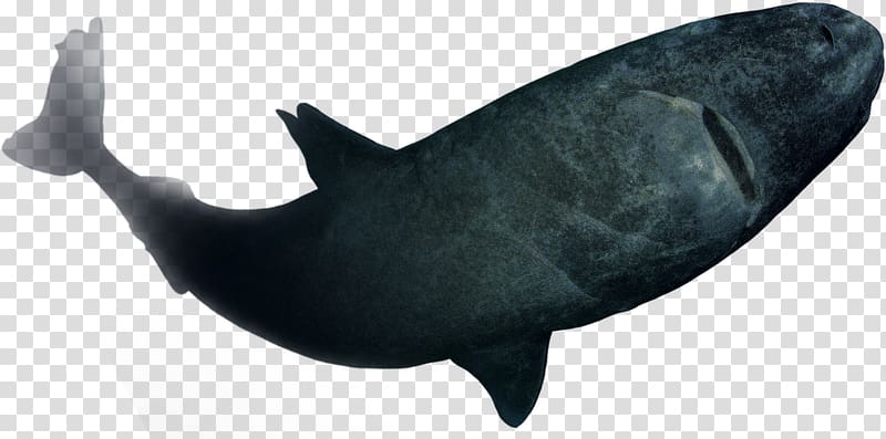 Shark Fish Marine mammal Dolphin Porpoise, seabed transparent background PNG clipart