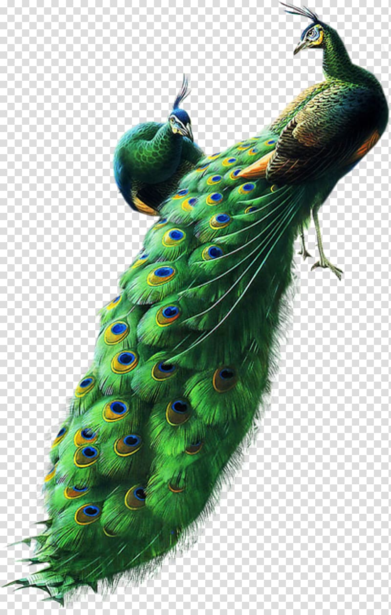 green and blue peacock, Bird Asiatic peafowl , peacock transparent background PNG clipart