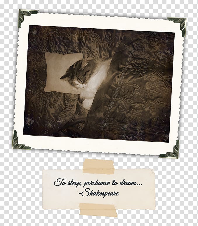 Cat\'s eye Felidae Yeti Christmas, Cat transparent background PNG clipart