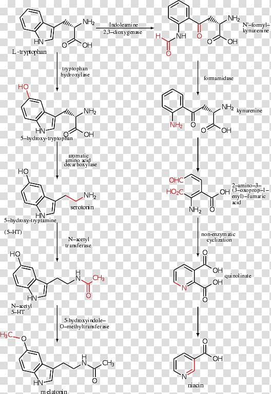 Tryptophan hydroxylase Serotonin Melatonin Amino acid, Serotonin transparent background PNG clipart