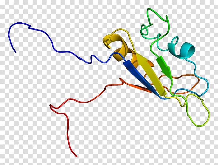Ewing sarcoma breakpoint region 1 RNA-binding protein Gene, others transparent background PNG clipart