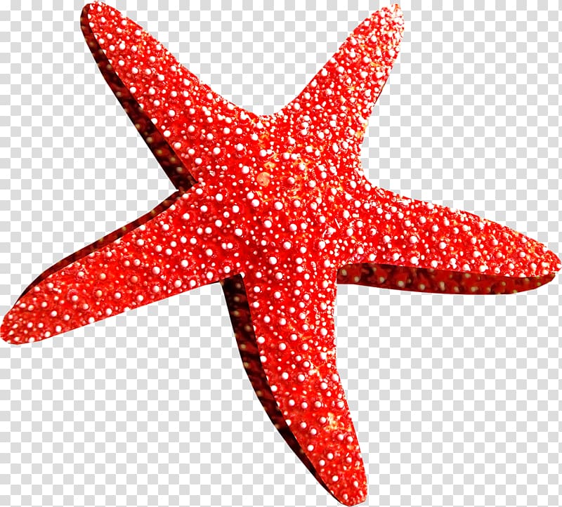Starfish Callopatiria granifera , Starfish transparent background PNG clipart