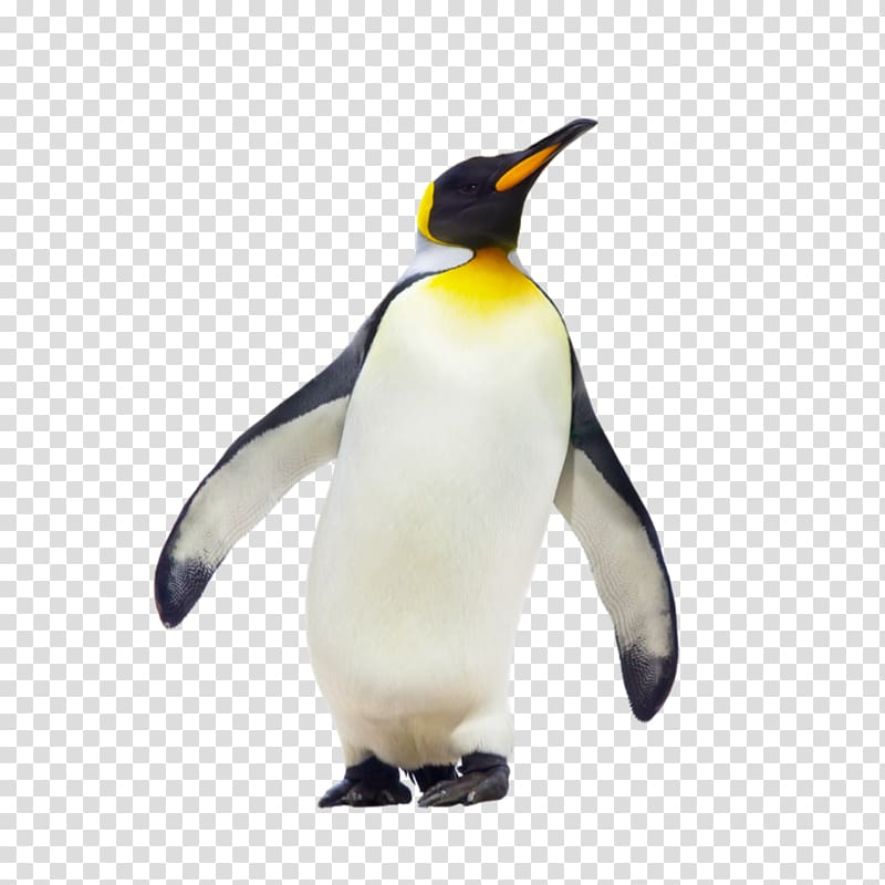 Geography: Physical and Human Environments CfE Higher Geography Course Notes How to Pass Higher Geography Penguin Cfe Higher Geography Grade Booster, Penguin transparent background PNG clipart