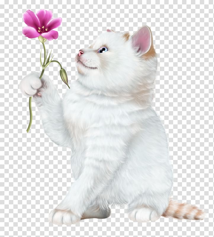 Cat Kitten , Cat transparent background PNG clipart