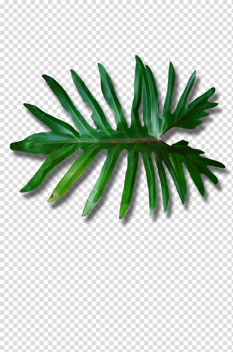Leaf Plant stem 6 May Arecaceae , satisfy shoots creative green poster transparent background PNG clipart
