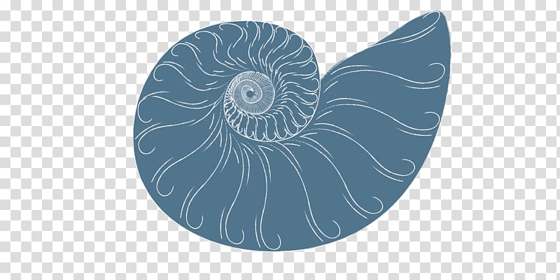 Invertebrate Nautiluses Spiral Circle Microsoft Azure, massege transparent background PNG clipart