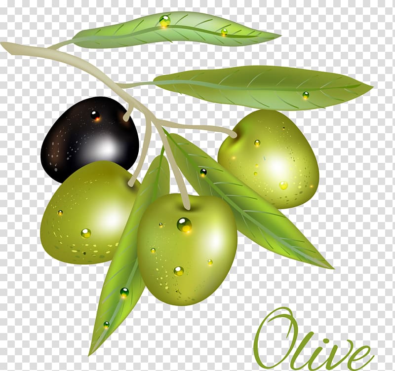 Olive Euclidean , Green olive oil transparent background PNG clipart