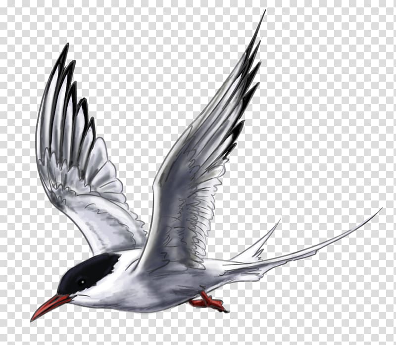 Arctic tern Wader, arctic transparent background PNG clipart