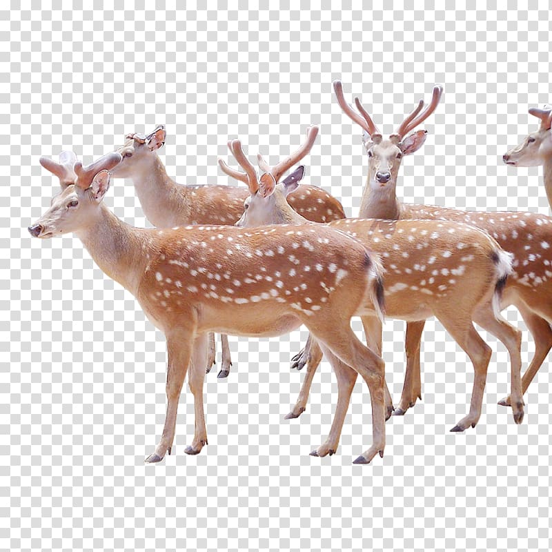 Red deer Sika deer Velvet antler Venison, FIG deer transparent background PNG clipart