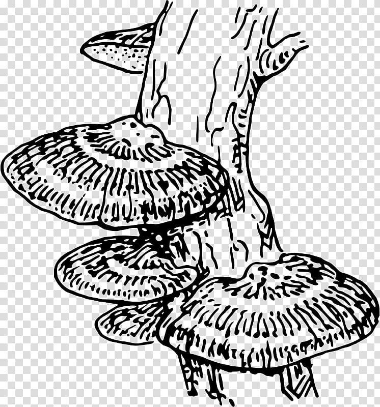 Fungus Drawing Coloring book , fungi transparent background PNG clipart