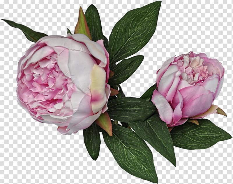 Peony Cut flowers Plant Yaban, peony transparent background PNG clipart
